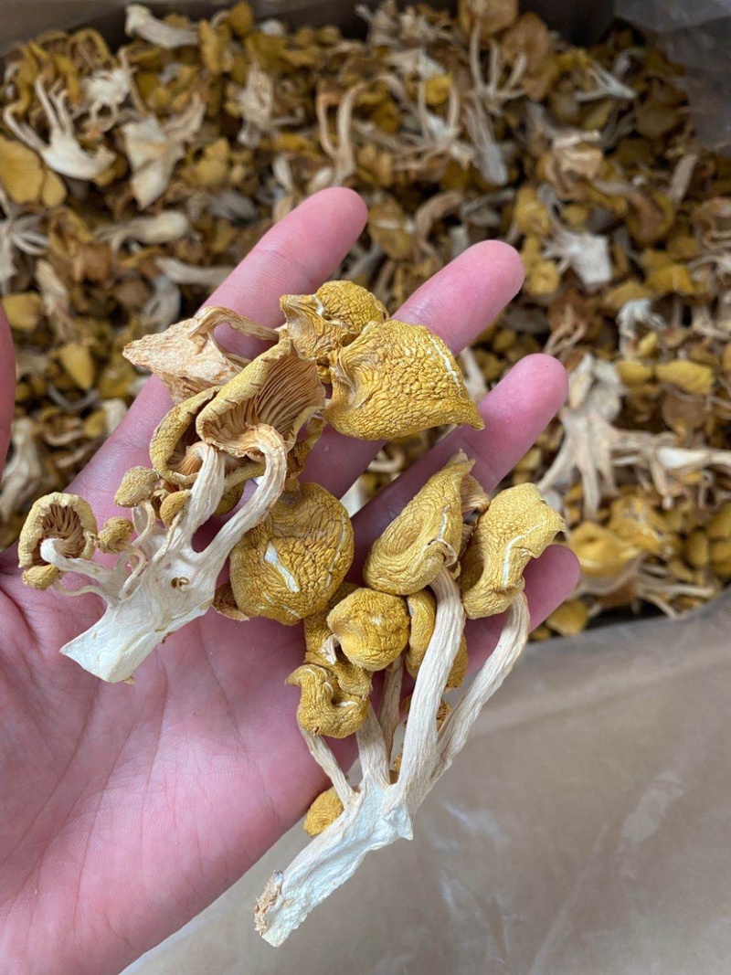 鸡油菌云南特产榆黄磨菇黄金菇磨菇干货批发产地直批