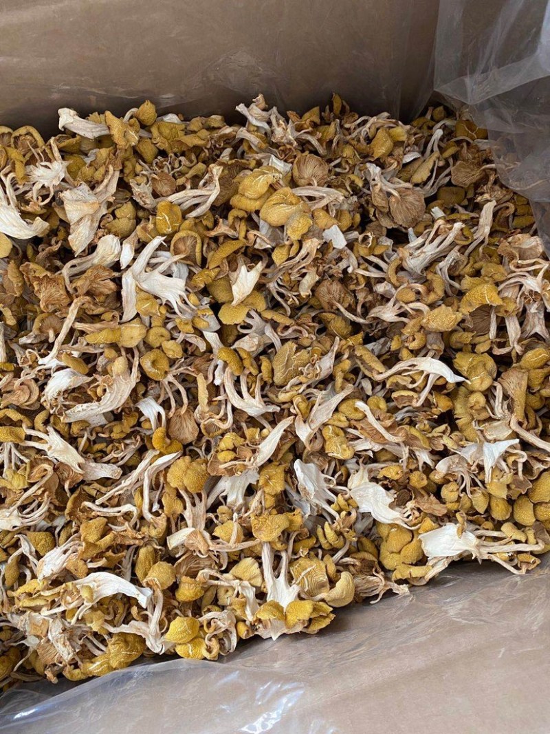 鸡油菌云南特产榆黄磨菇黄金菇磨菇干货批发产地直批