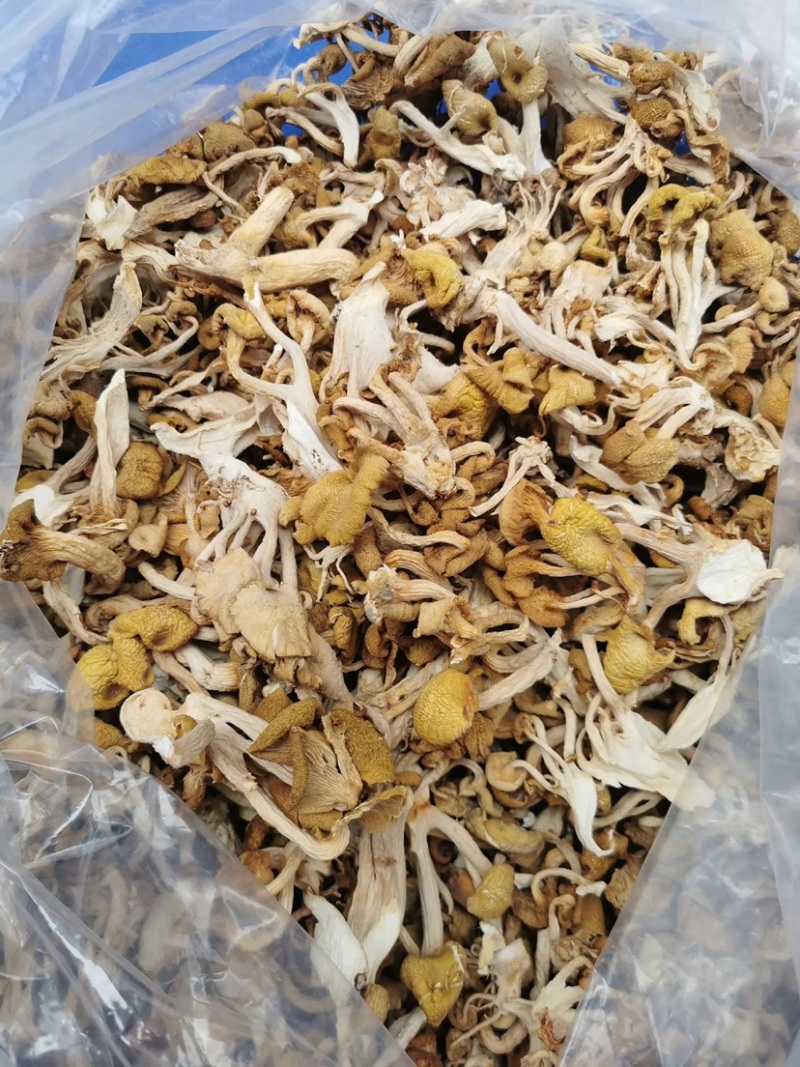 鸡油菌云南特产榆黄磨菇黄金菇磨菇干货批发产地直批