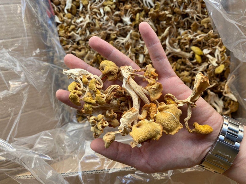 鸡油菌云南特产榆黄磨菇黄金菇磨菇干货批发产地直批