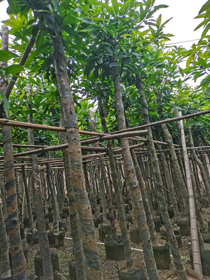 出售袋苗8公分芒果树，还有5-15公分，需要的老板联系
