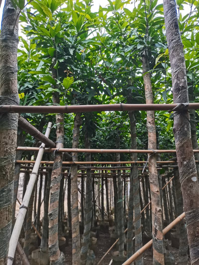 出售袋苗8公分芒果树，还有5-15公分，需要的老板联系