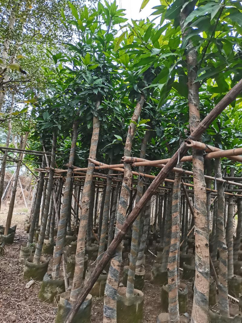 出售袋苗8公分芒果树，还有5-15公分，需要的老板联系