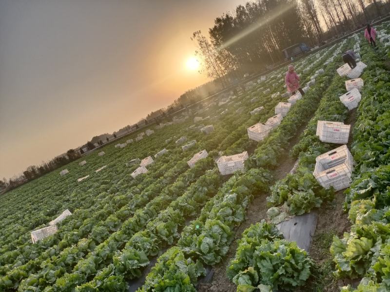 球生菜30亩随时可以发货