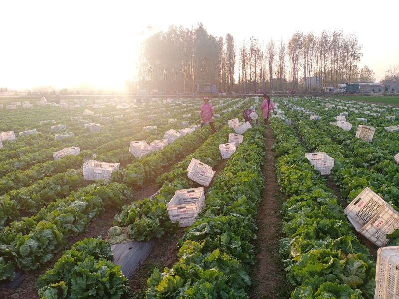 球生菜30亩随时可以发货