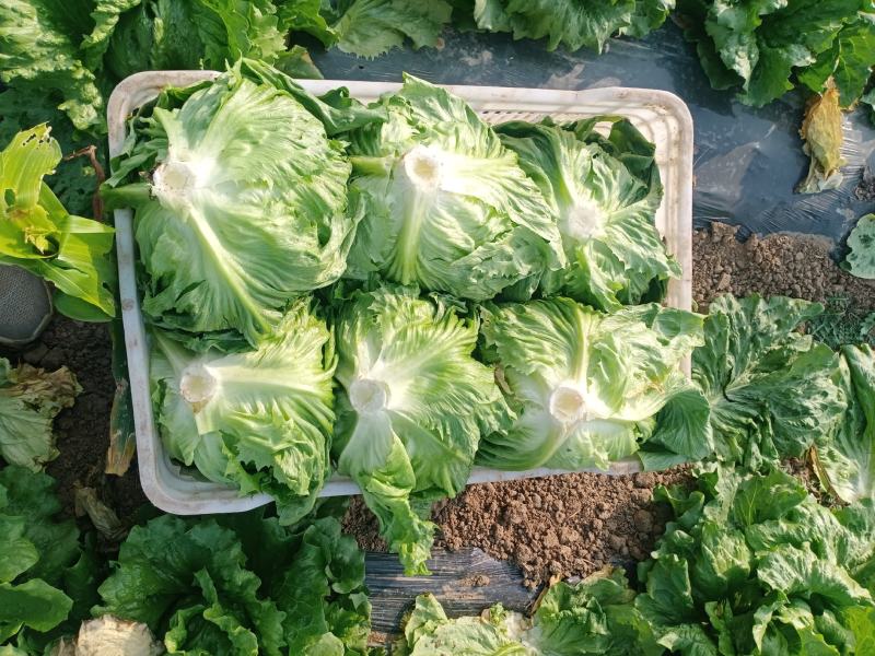 球生菜30亩随时可以发货