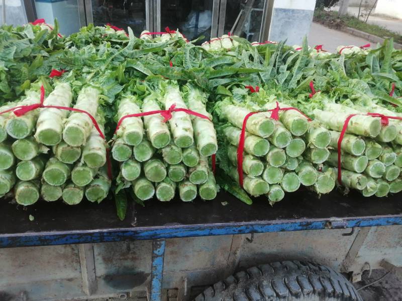 河南红尖叶莴笋已上市价格便宜质量好无空心