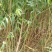 春节正常发货毛桃苗规格全1米5-两米地径0.8一2公分
