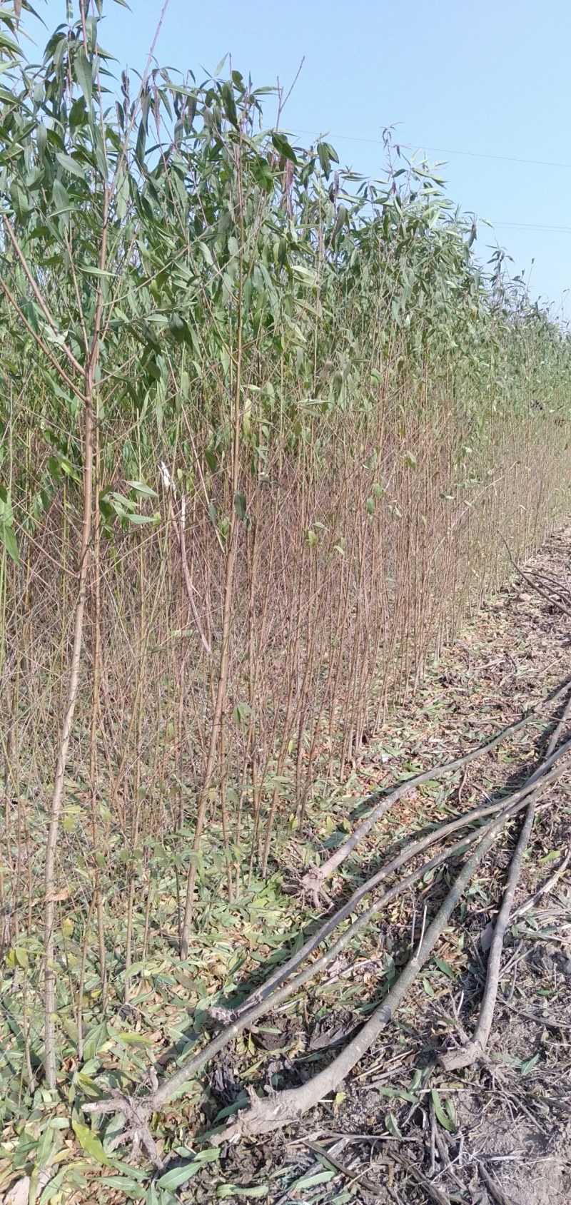 春节正常发货毛桃苗规格全1米5-两米地径0.8一2公分