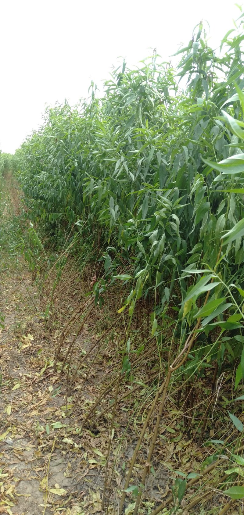 春节正常发货毛桃苗规格全1米5-两米地径0.8一2公分