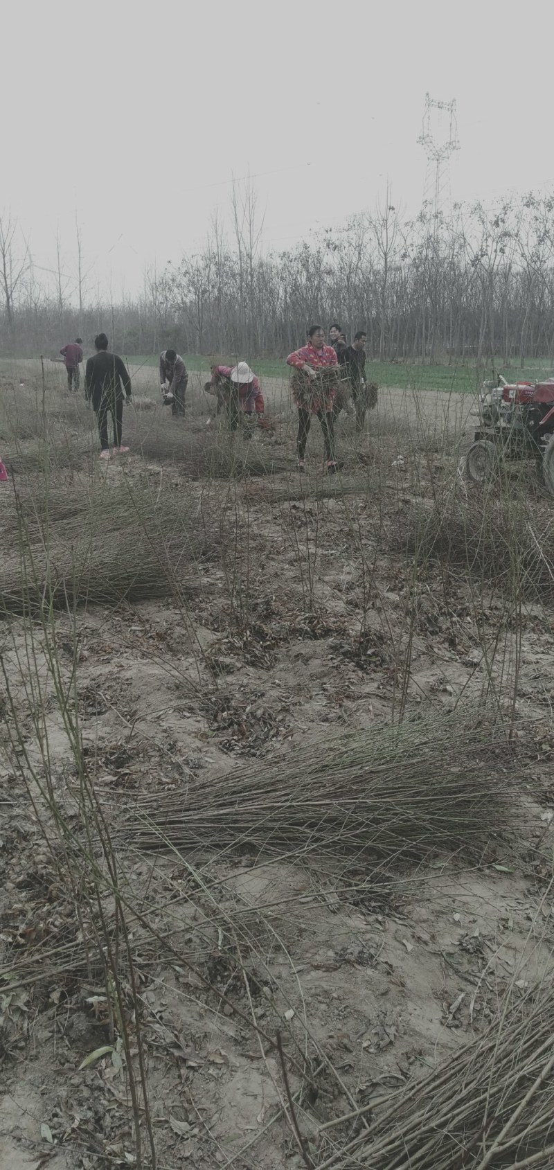春节正常发货毛桃苗规格全1米5-两米地径0.8一2公分