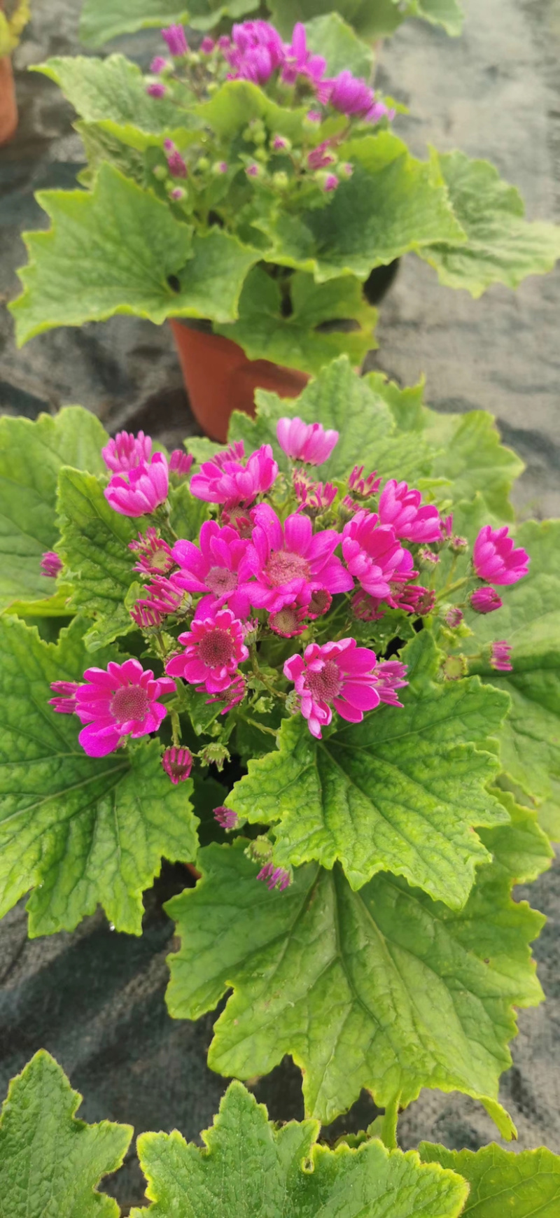 瓜叶菊，瓜叶菊15杯，瓜叶菊基地直销，瓜叶菊价格