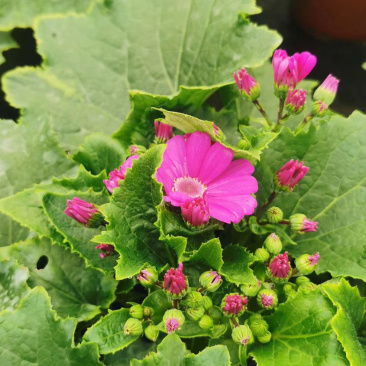 瓜叶菊，瓜叶菊15杯，瓜叶菊基地直销，瓜叶菊价格