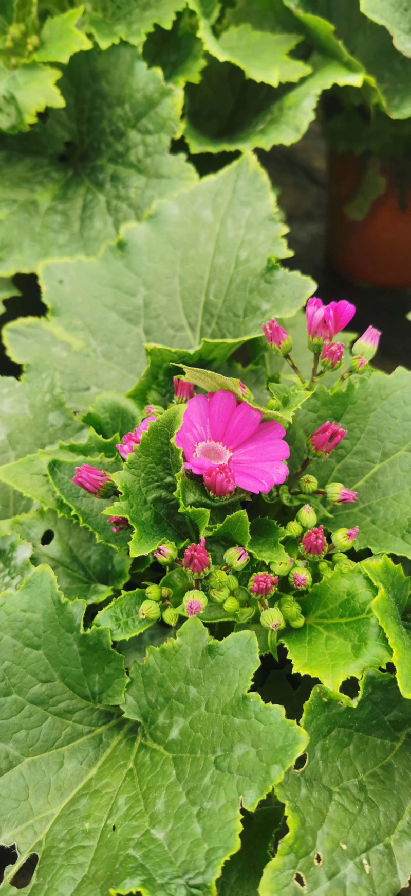 瓜叶菊，瓜叶菊15杯，瓜叶菊基地直销，瓜叶菊价格