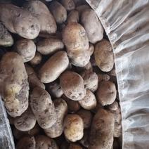 出售优质荷兰土豆种子