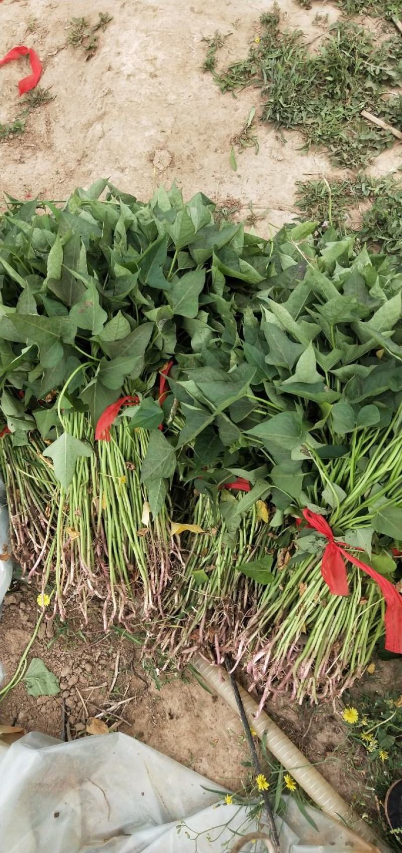西瓜红红薯苗，脱毒红薯苗，基地发货，保质保量