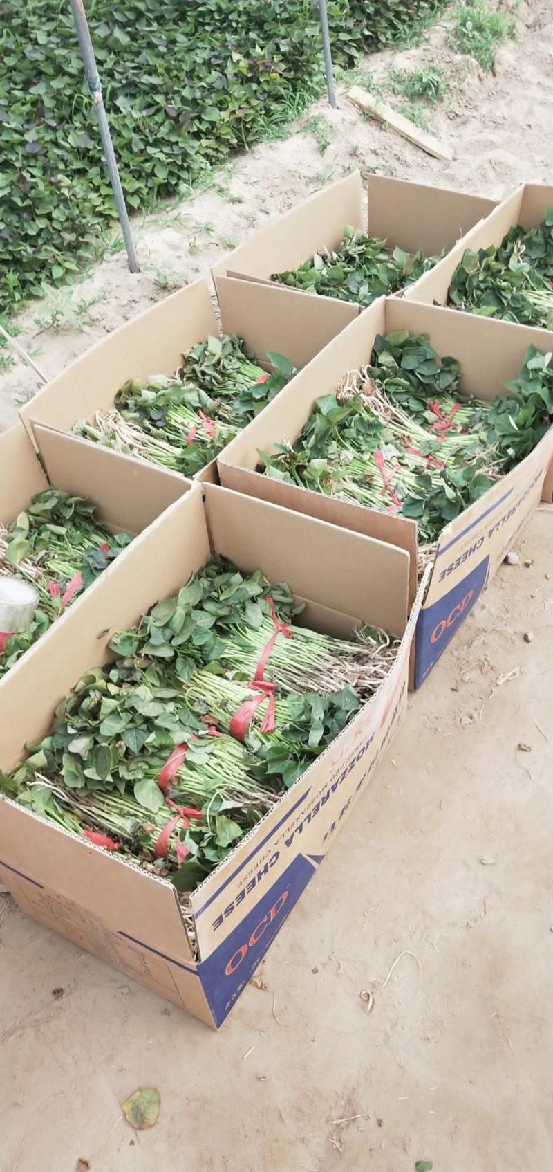 西瓜红红薯苗，脱毒红薯苗，基地发货，保质保量