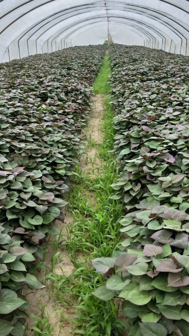 西瓜红红薯苗，脱毒红薯苗，基地发货，保质保量