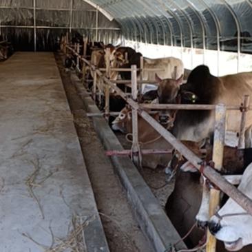 【养殖场直发，价格低】精选成品肉牛，缅甸的驼峰牛。