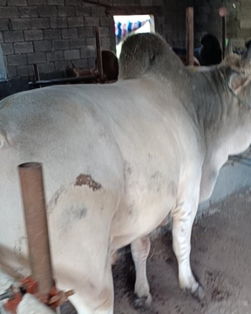 【养殖场直发，价格低】精选成品肉牛，缅甸的驼峰牛。