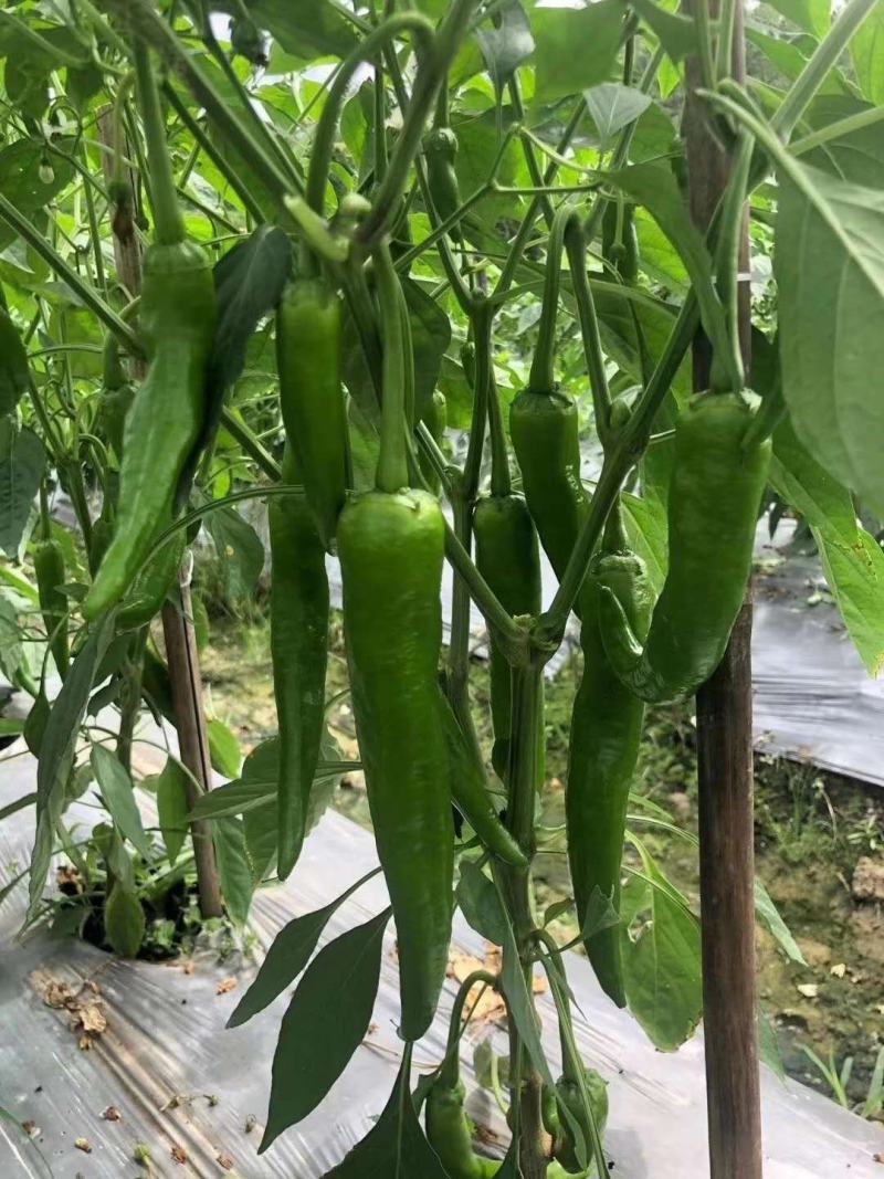 辣椒苗（牛角尖椒苗，新8号线辣椒苗，大量现苗。）穴盘苗
