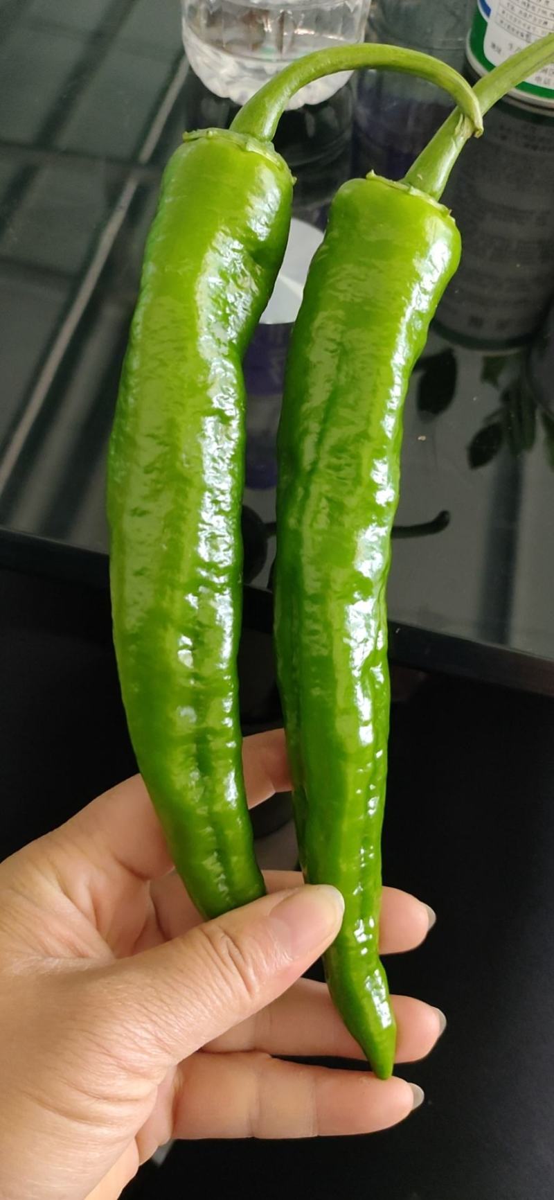 辣椒苗（牛角尖椒苗，新8号线辣椒苗，大量现苗。）穴盘苗