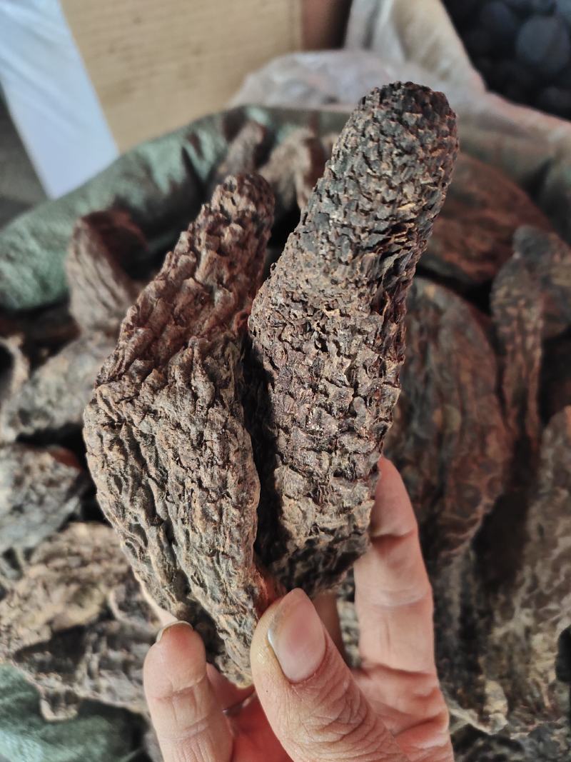 原生肉苁蓉肉丛茸个子