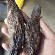 原生肉苁蓉肉丛茸个子