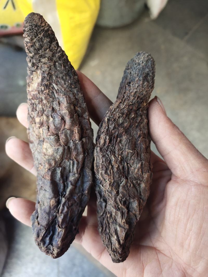 原生肉苁蓉肉丛茸个子