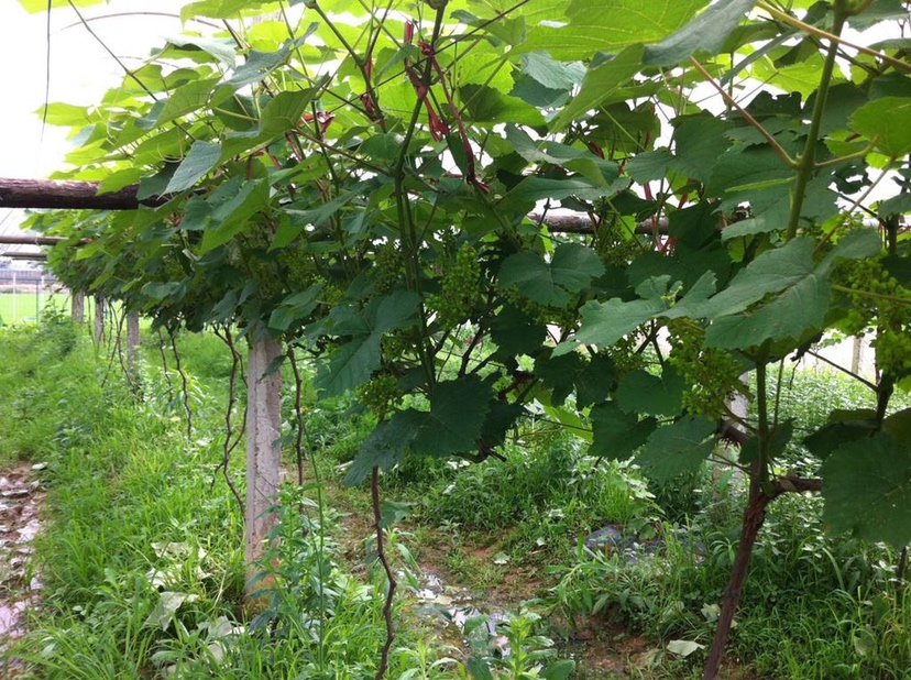 美人指葡萄种植园航拍