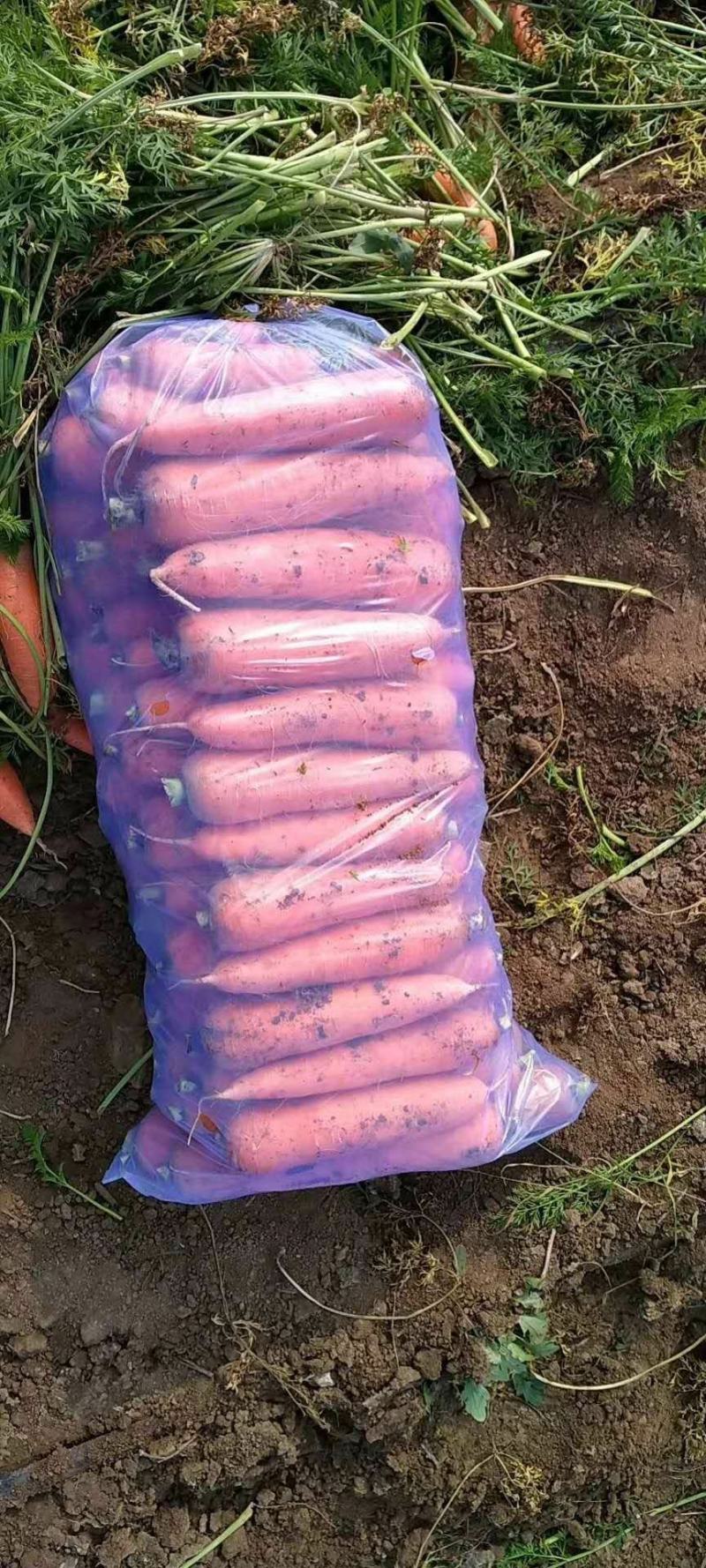 三红胡萝卜大量供应欢迎光临