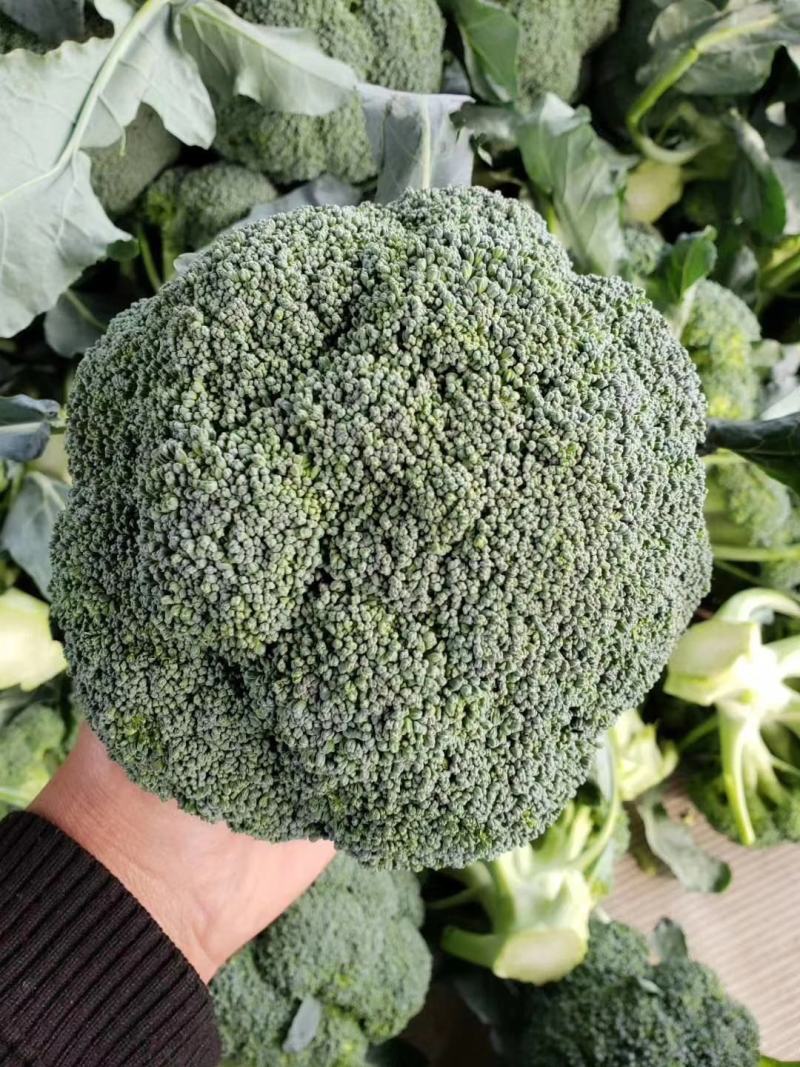 大批精品西蓝花，价格合适，欢迎各位老板前来洽谈收购