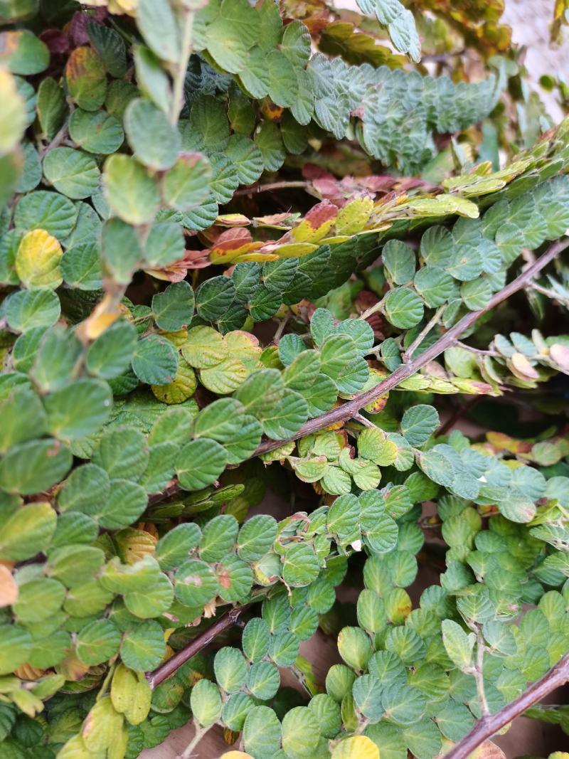 金钱草