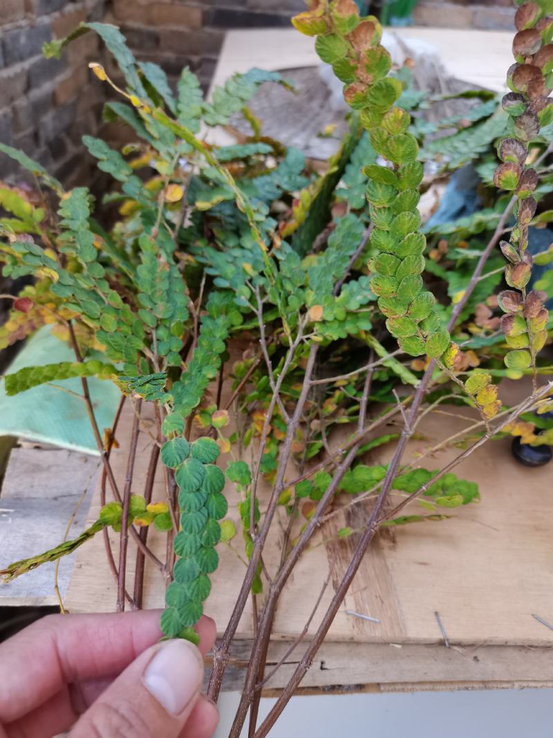 金钱草