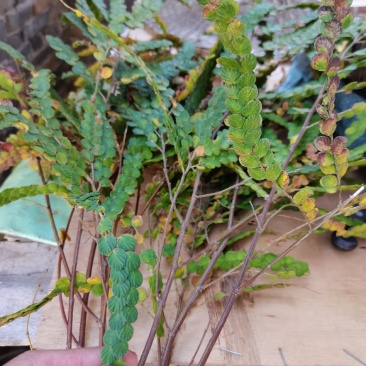 金钱草
