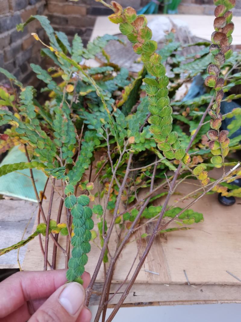 金钱草