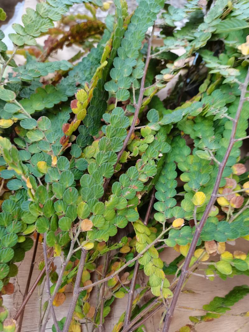 金钱草