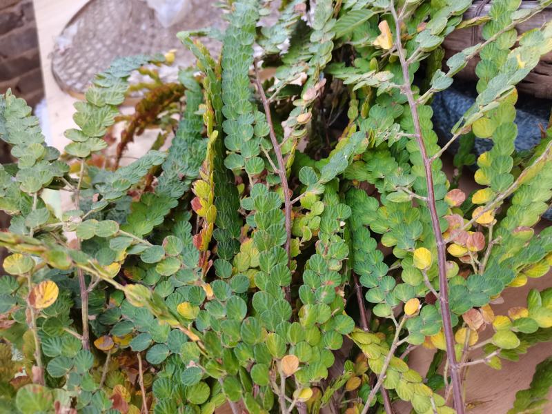 金钱草