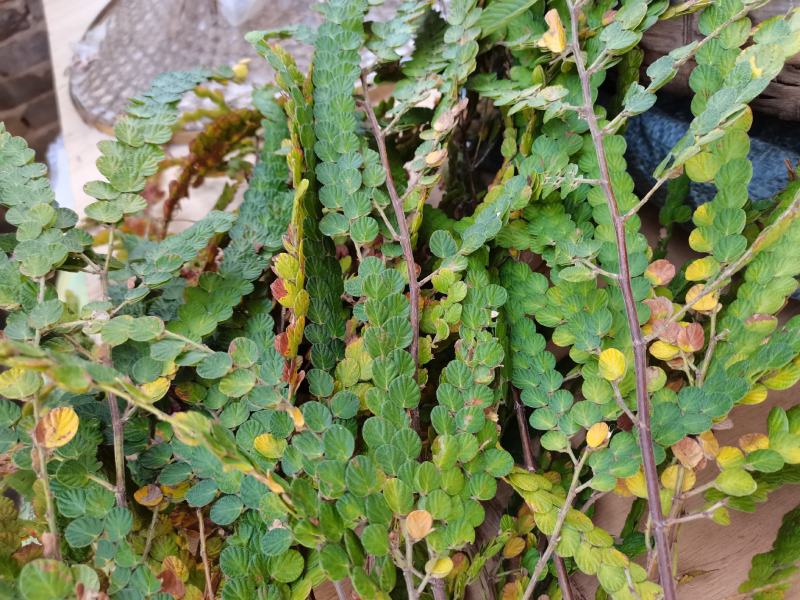 金钱草