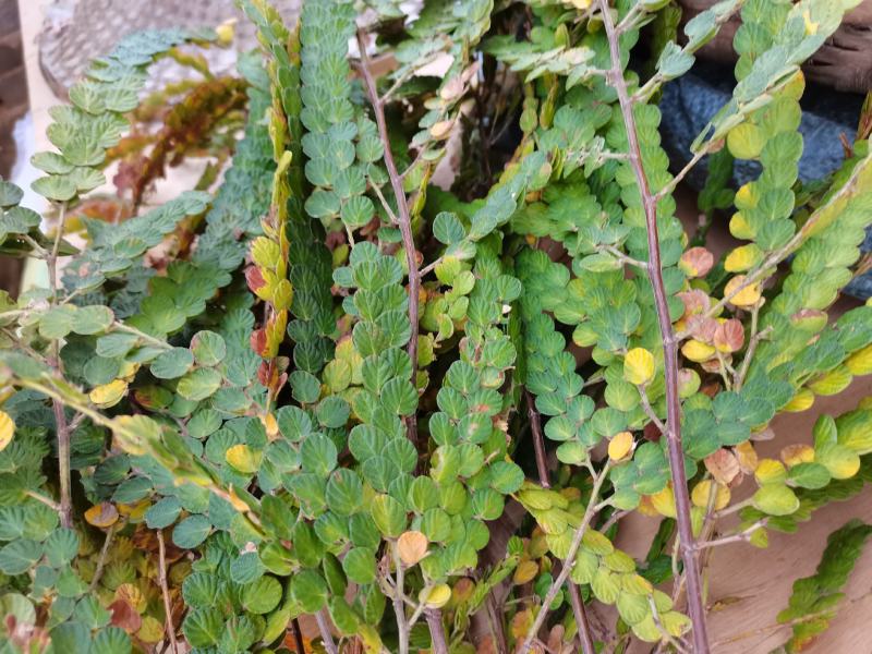 金钱草