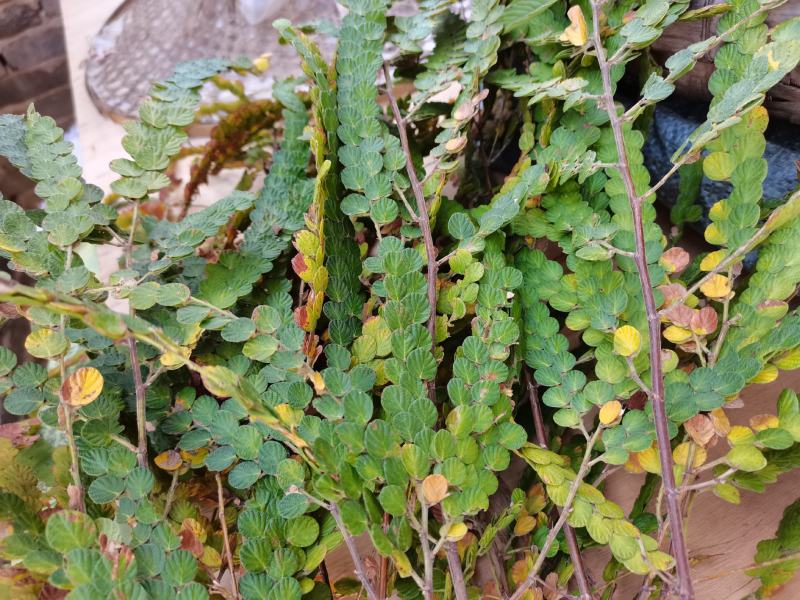 金钱草