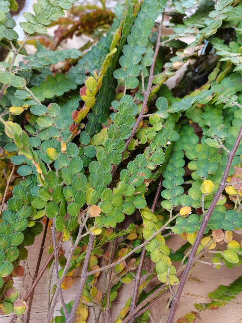 金钱草