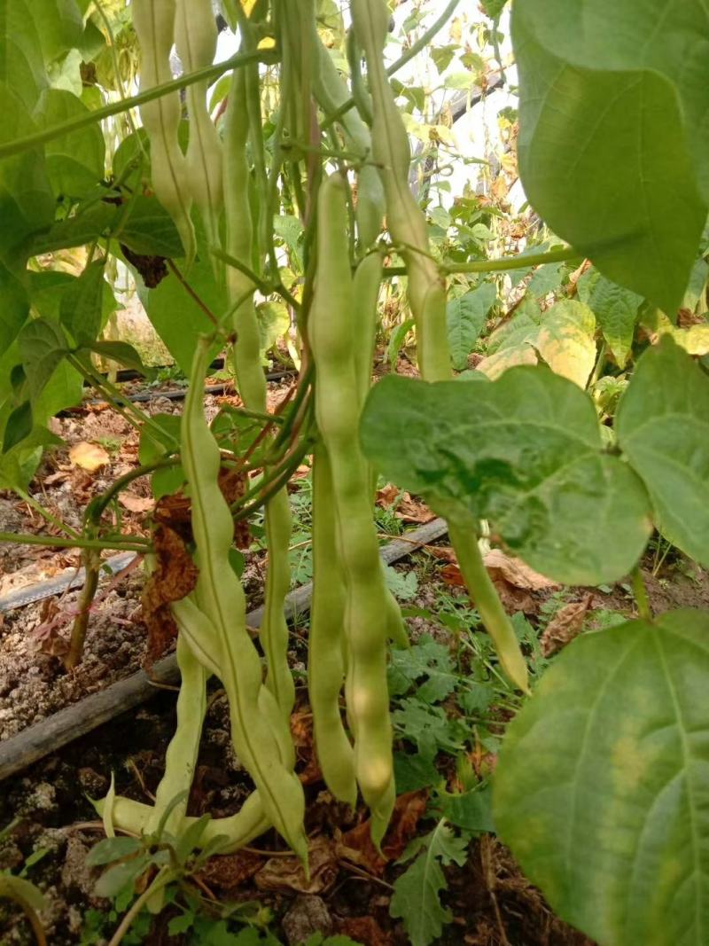 芸豆春秋供应欢迎光临