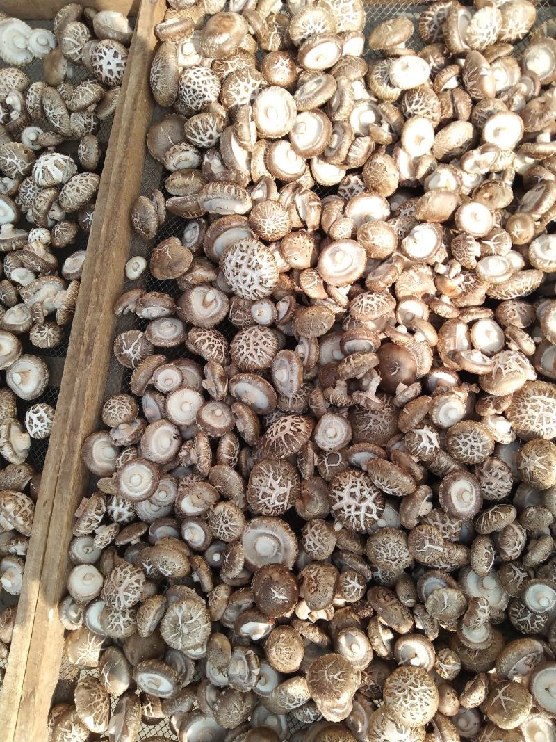 河南内乡深山农户自种春栽鲜菇，爱心助农，鲜货到家