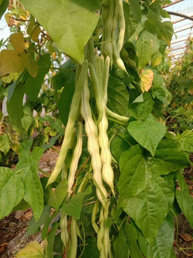 芸豆六七月份国庆节有货