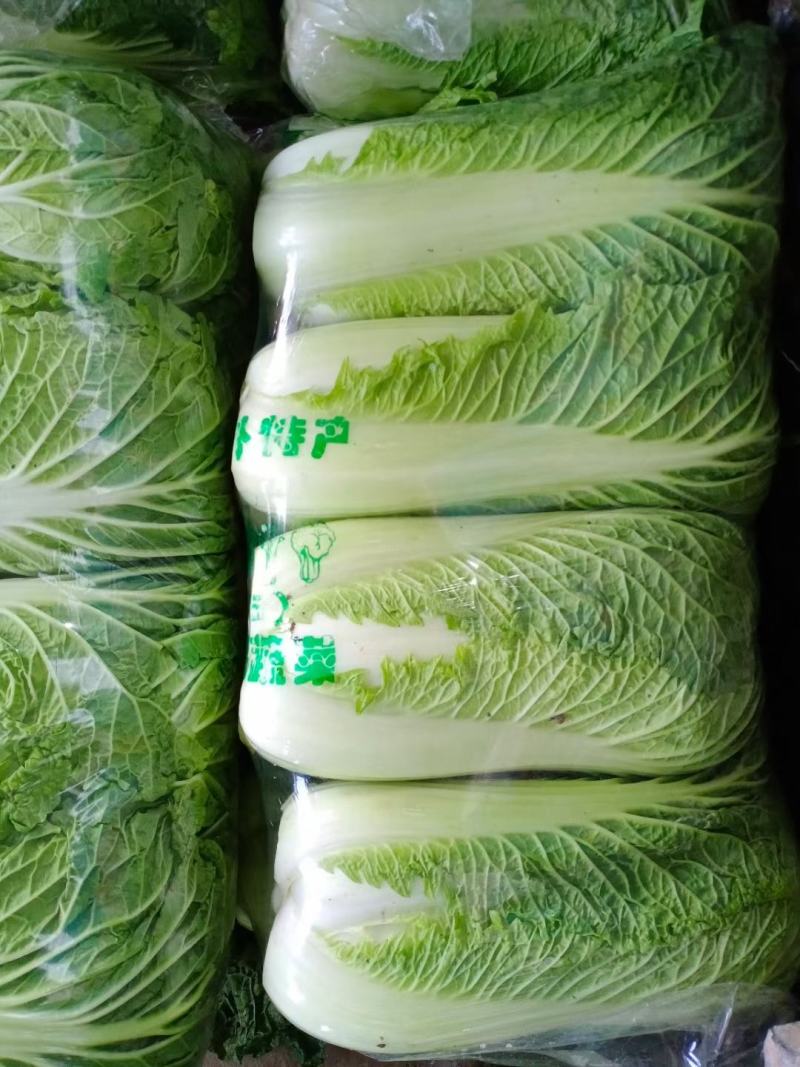 北京三号白菜2~3斤大量上市，欢迎询价