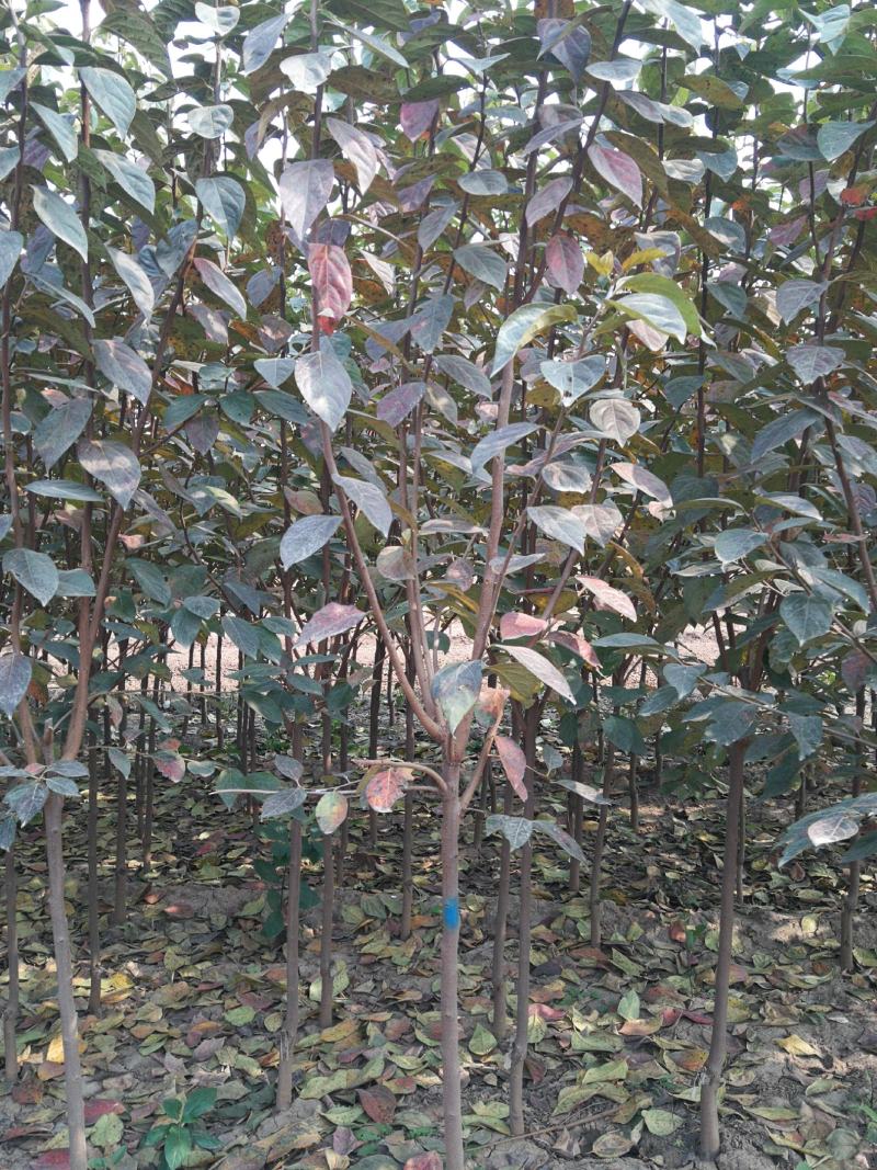 精品柿树截头定植甜柿小火罐柿2-3-4-5公分柿子树