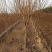 精品柿树截头定植甜柿小火罐柿2-3-4-5公分柿子树