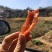 农家红薯干，超级软糯，香甜