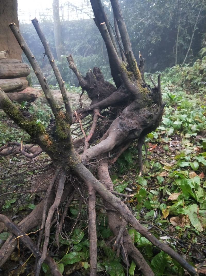 金弹子熟桩，下山桩，苗木。